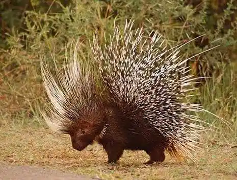 豪猪刺的药用价值