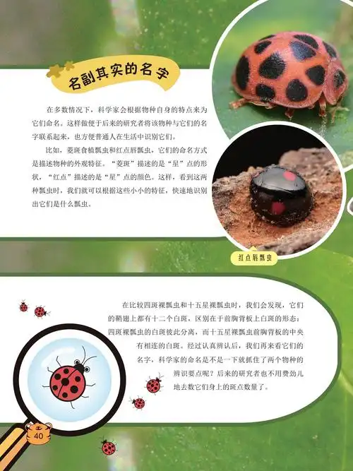 比较四斑裸瓢虫和十五星裸瓢虫,科学家会根据物种自身的特点来命名