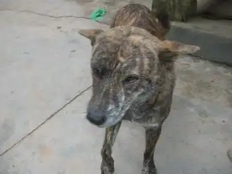 野狗(中国 云南省 服务或其他) - 肉制品 - 加工食品 产品 「自助贸易