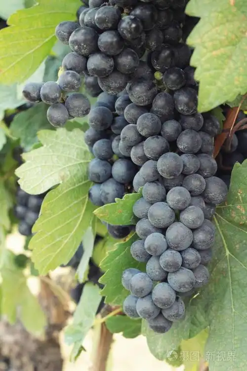 新鲜水果黑葡萄葡萄园里