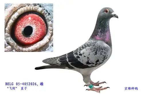 速霸龙06-2059369雄_北京京维种鸽养殖中心_ ag188.
