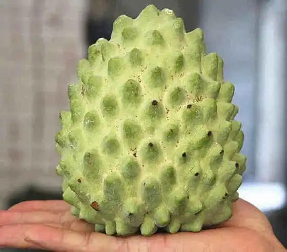 美食科普恶魔果实其实是非常名贵的水果