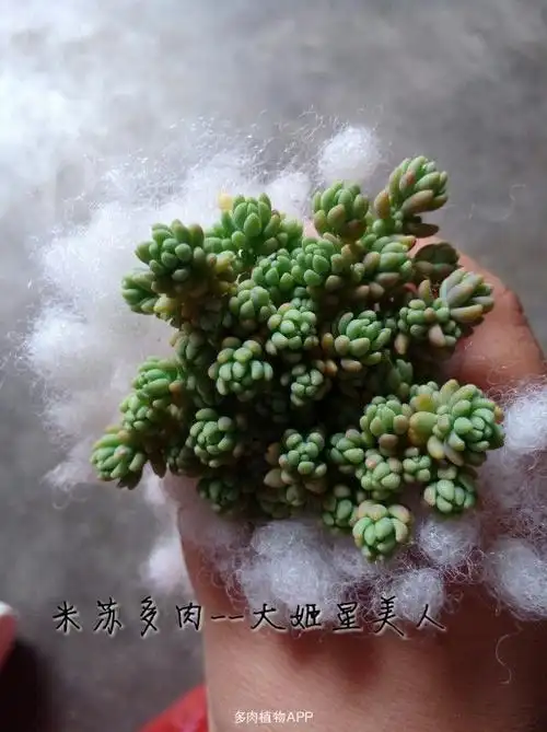 西安的亲有养爆盆姬星美人的吗 求购 自养