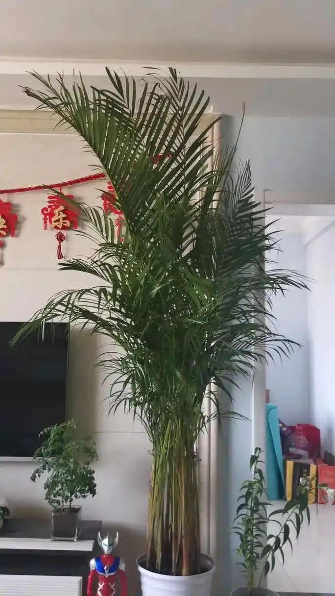 感觉不错8282828282 散尾葵盆栽大型植物室内吸甲醛凤尾竹