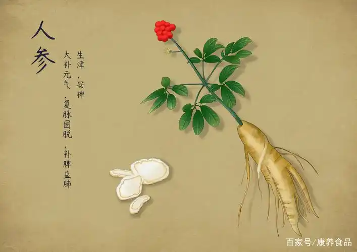 我国历史上第一部药学典籍《神农本草经》中便详细地记载了人参的性质