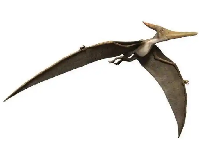 或许风神翼龙大部分时间都是在陆地上生活的,真实的风神翼龙也或许并