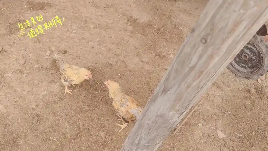 菜鸡互啄,到最后相视一笑!