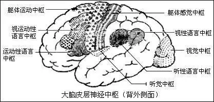 关于大脑你了解多少?