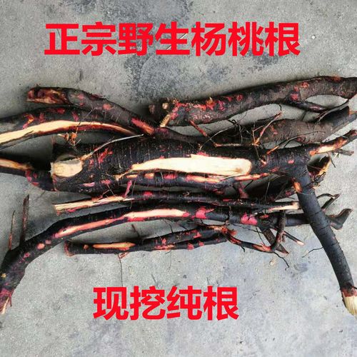 现挖野生酸杨桃树根五敛子根阳桃根甜杨桃根干品湿品500克