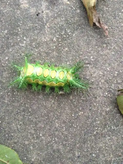 这种毛毛虫叫什么名字?咬人不得了!我看到它就怕.它天敌是谁?