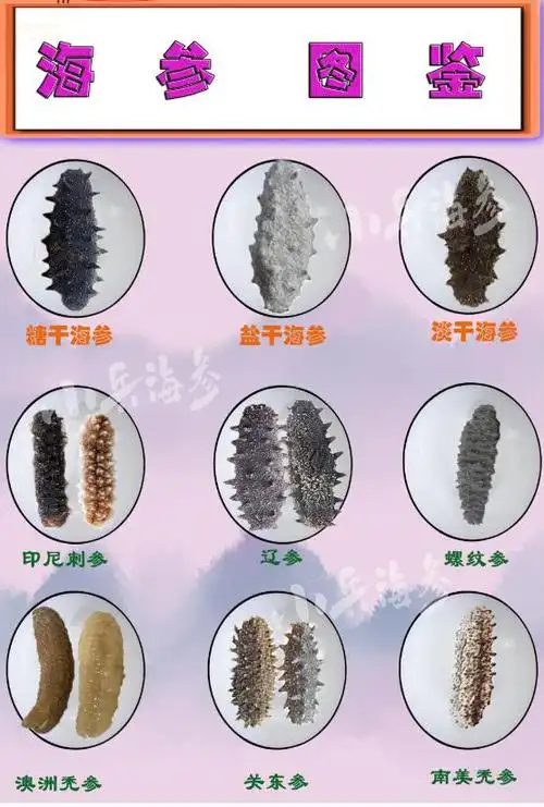 海参(海参怎么做好吃)-皮皮自媒体