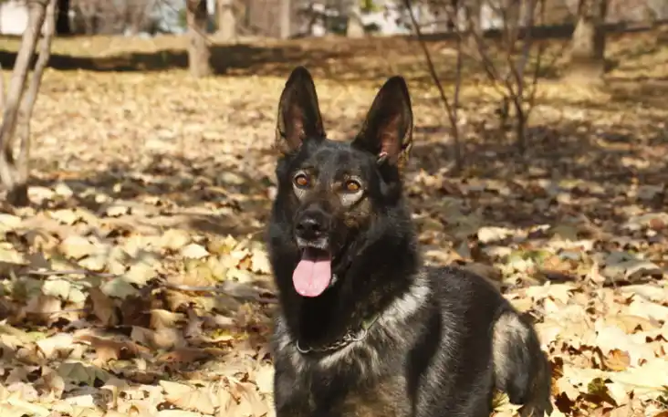 农村最爱养的五种田园犬,四眼铁包金很少见,第三种有钱都没法买_狗狗