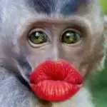 亲亲(猴子)_亲亲_猴子表情