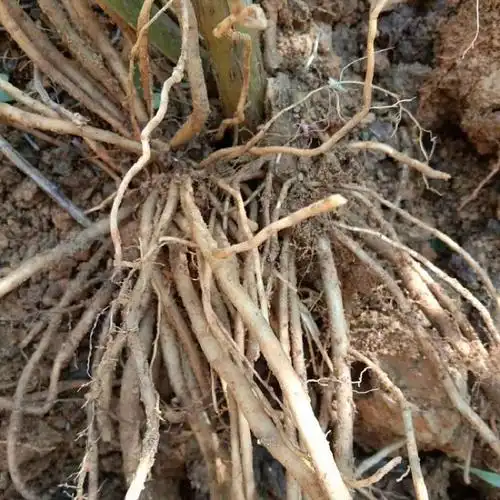 新鲜野生多须公广东土牛膝现挖土牛七六月霜跌打扭伤杜牛膝中药材