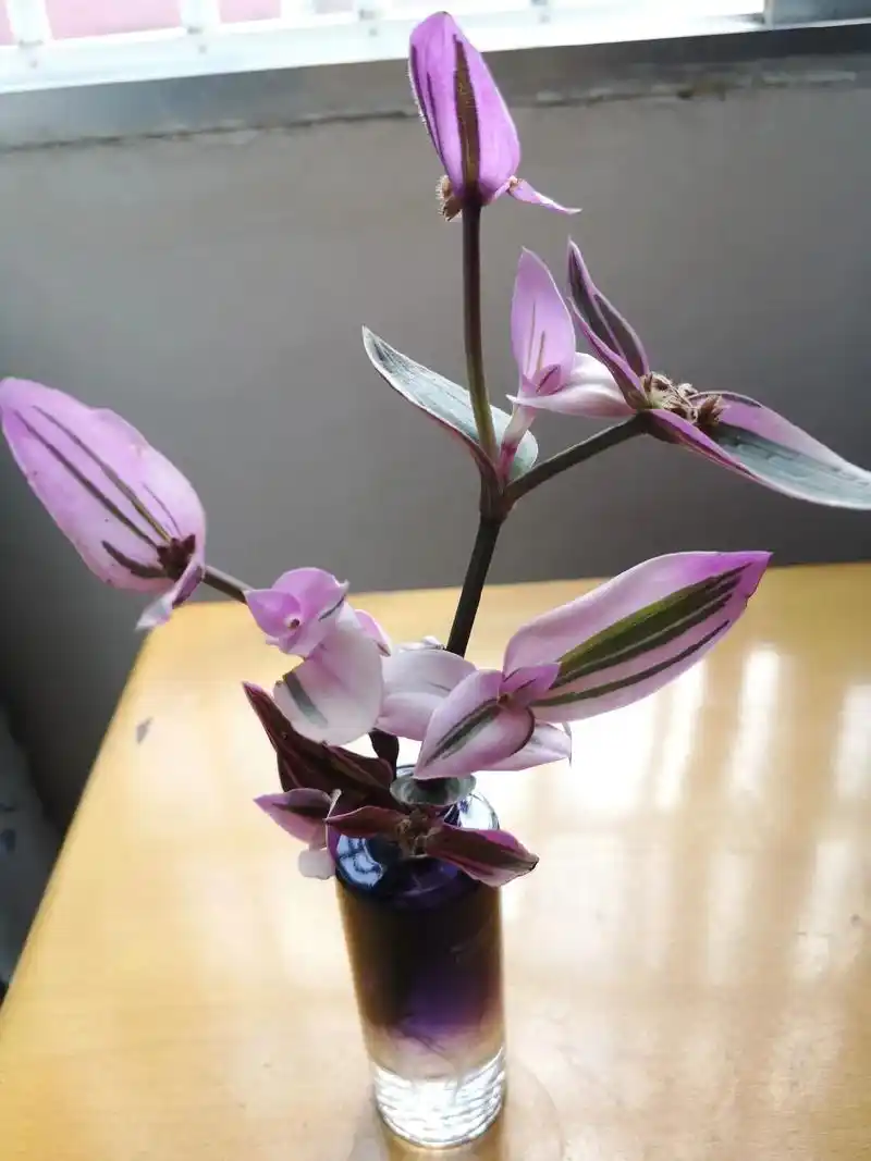 叶子比花还好看的婚礼油画吊兰,试一下水培,成功生根了! - 抖音