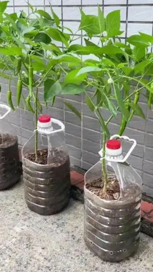 自制花盆 #阳台种菜#油桶种菜