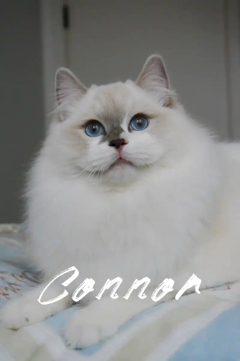 丁香双色布偶猫boy现猫找家