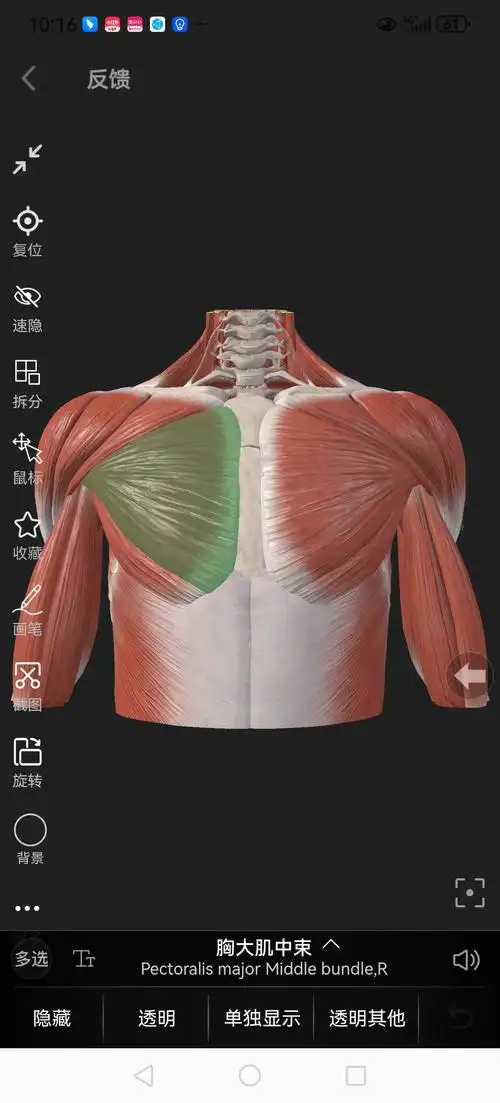 我们从功能上把胸大肌分为锁骨部