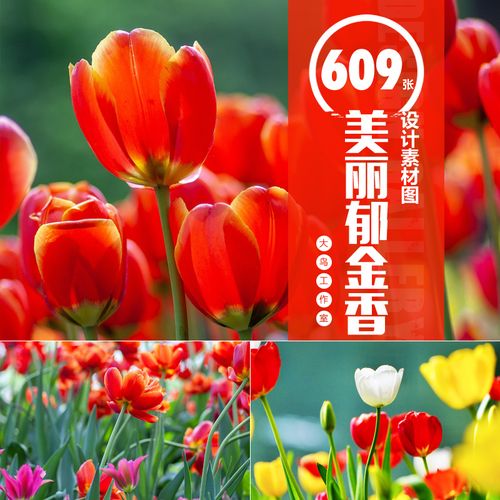 美丽郁金香竖屏素材大图植物花草鲜花特写花圃花园jpg设计图片