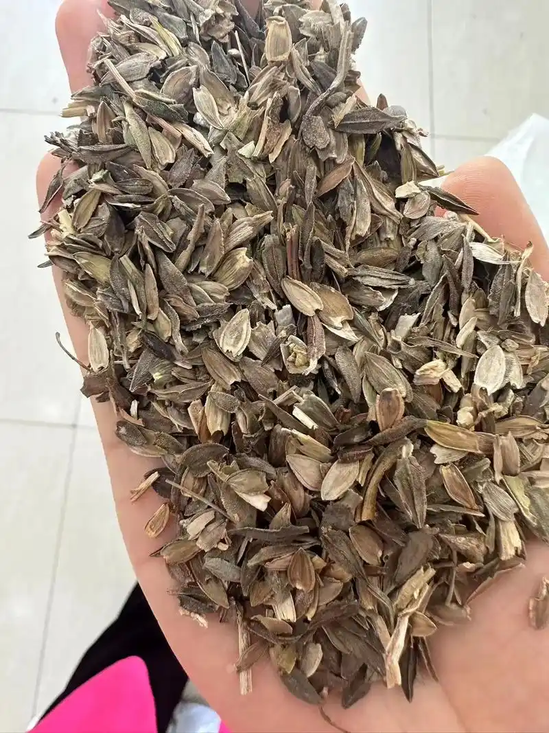 百日草种子,庭院绿化,花海打造#野花组合 #园林绿化 #请你 - 抖音