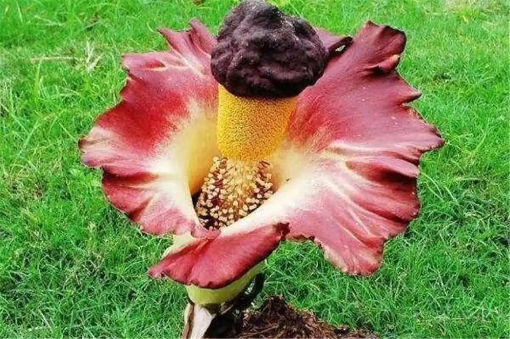 原创湖南发现世界上最臭的花7年一开花传说能惑人产生自杀的幻觉