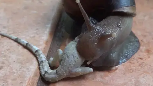 非洲大蜗牛有多可怕不但一口咬下蜥蜴半个头饿了水泥也能啃