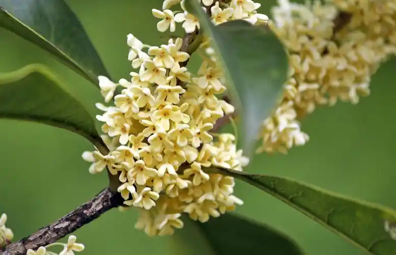 桂花满枝头(银桂)