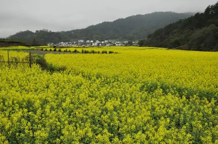油菜花海
