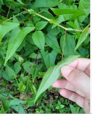 广西路边青中草药;广西路边青功效