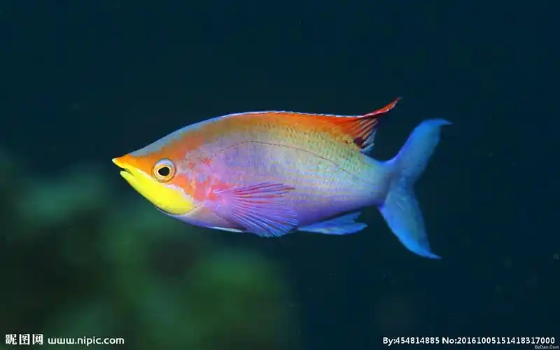 热带小丑鱼图片