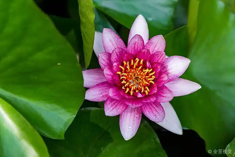 莲花图片_莲花图片素材_莲花图片大全_莲花高清图片_全景视觉