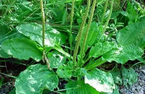 农村野菜"猪耳朵", 关键时刻或许能救你