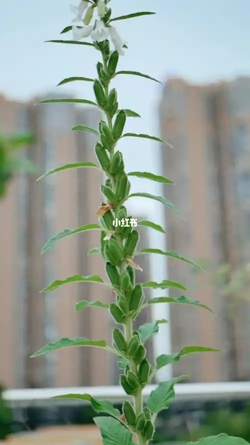 芝麻开花节节节节高