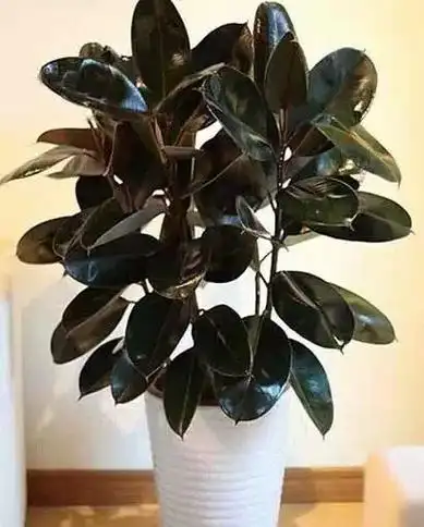 黑金刚橡皮树橡胶树室内绿植盆栽净化空气热带风光四季常青