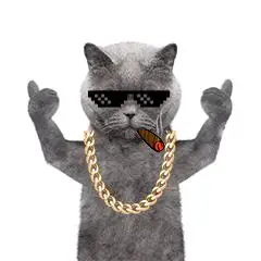 抖音霸气猫猫表情包 抖音霸气猫图片表情(3)