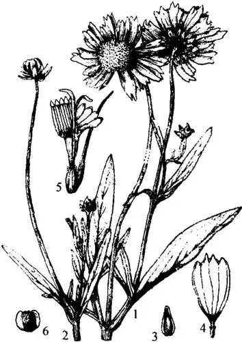 2剑叶金鸡菊大金鸡菊