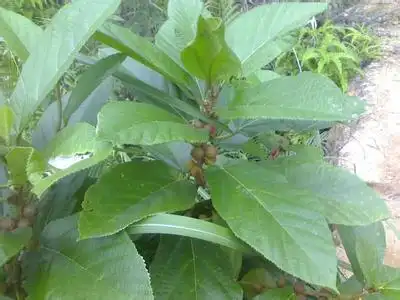 五指毛桃的形状是什么样子的