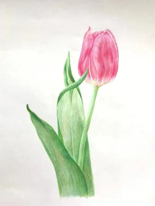 彩铅画郁金香