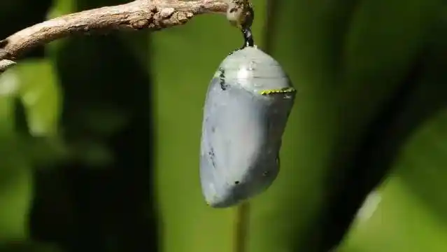 破茧成蝶,记录蜕变的全过程一分钟,见证奇迹～ 毛毛虫91化蛹结茧,又