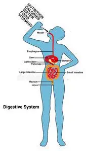 人体消化系统图片