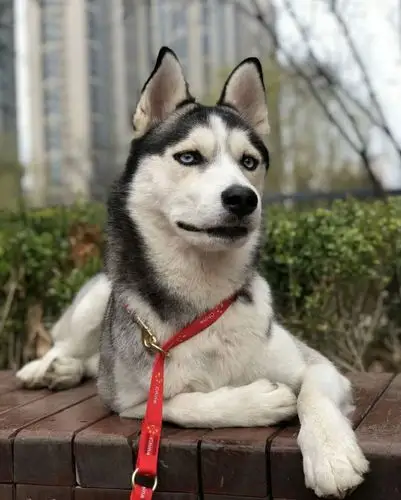 西伯利亚雪橇二傻又出没了二哈我们家族的手艺不能丢