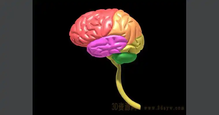 大脑结构模型大脑结构图3d大脑模型