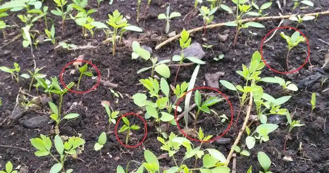 免费送人参种子敢尝试吗手把手教你在家种神草人参盆栽