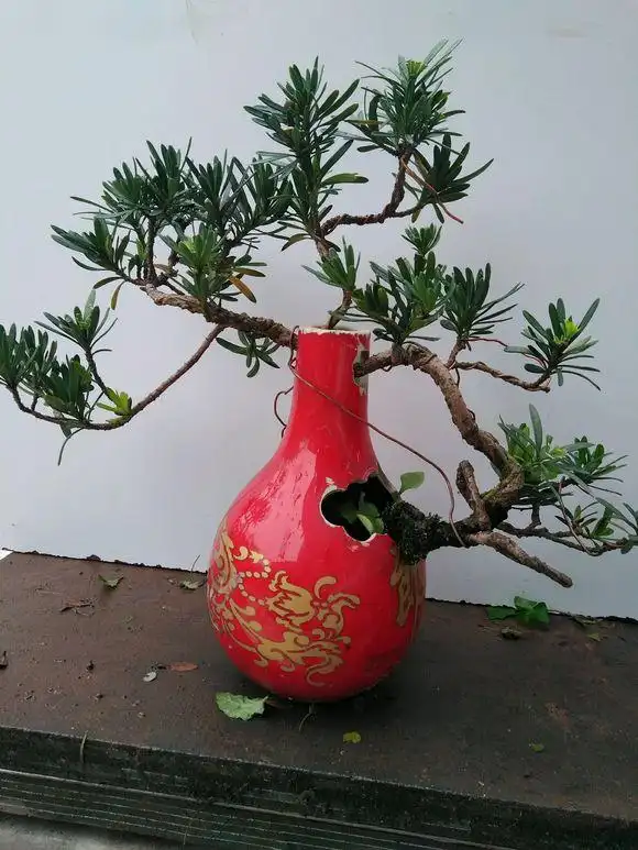 这种酒瓶不要扔,用来养花做盆景,真的太美了,好看得让人想哭!