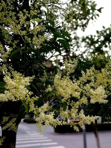 女贞花开满树黄