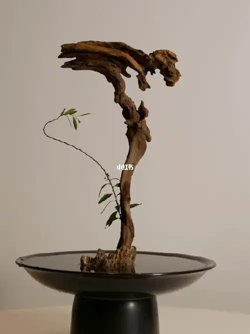 这大概就是枯木逢春的样子