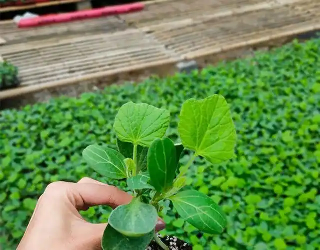 瓠子苗瓠子瓜种子绿宝早生瓢子瓜籽四季长短蒲瓜春夏秋冬蒲瓜种籽