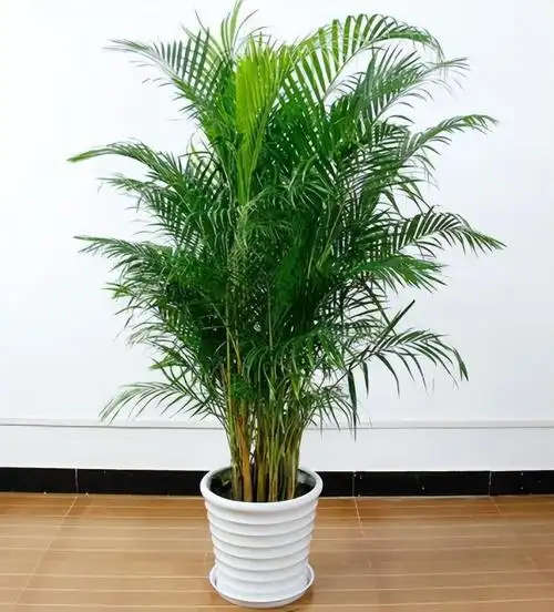 凤尾竹怎么养殖方法(详解凤尾竹养护小妙招)