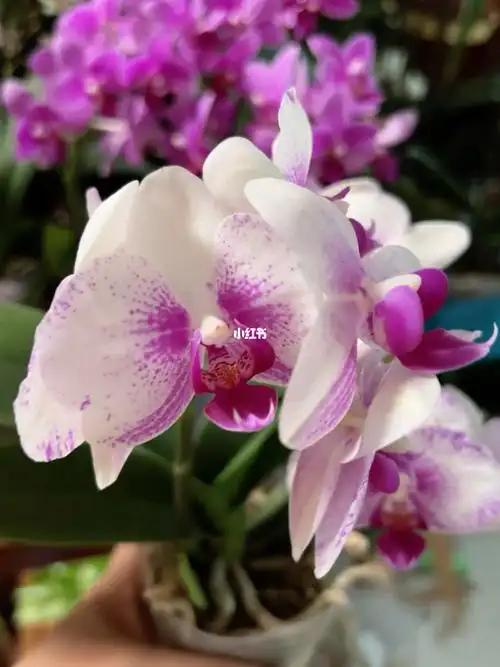 丽莎欧品蝴蝶兰