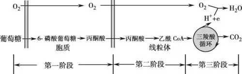 图5-2 葡萄糖有氧氧化概况